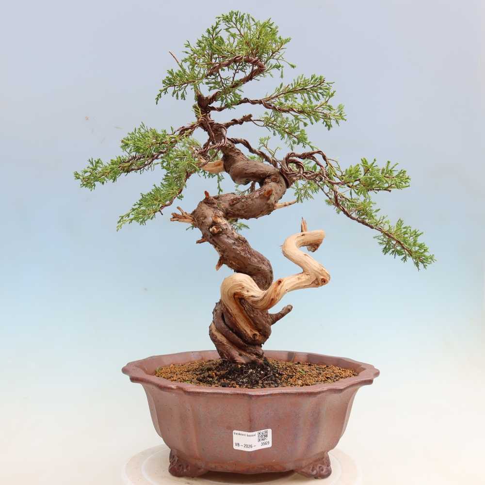 Kültéri bonsai - Juniperus chinensis Itoigawa-Juniperus chinensis