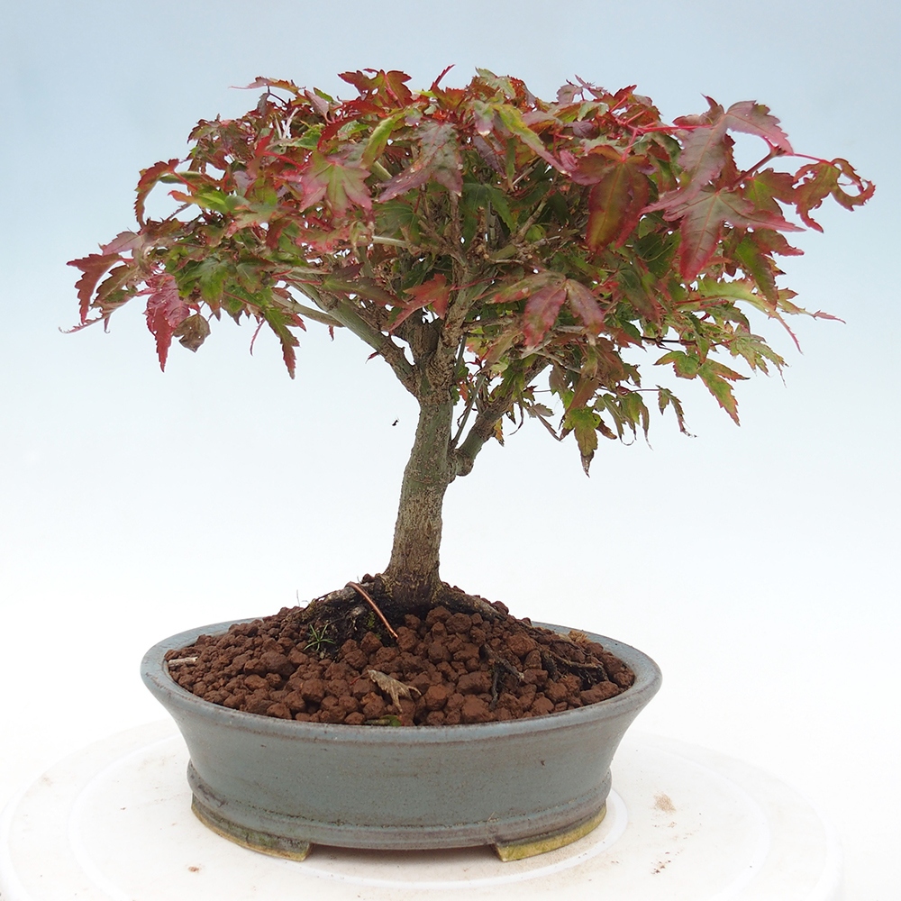 Acer palmatum KIOHIME - Pálma juhar