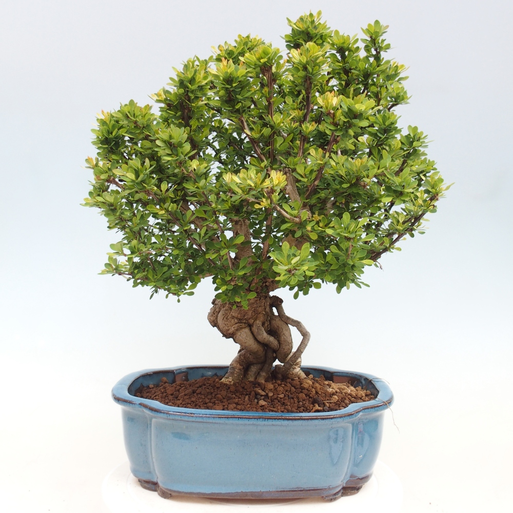 Kültéri bonsai - Berberis coreana