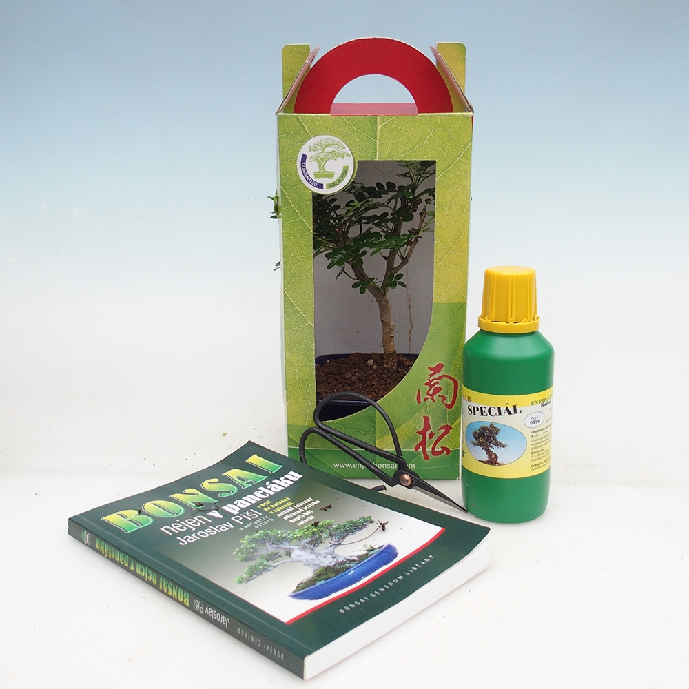 Szobai bonsai díszdobozban Zantoxylum piperitum - Borsfa