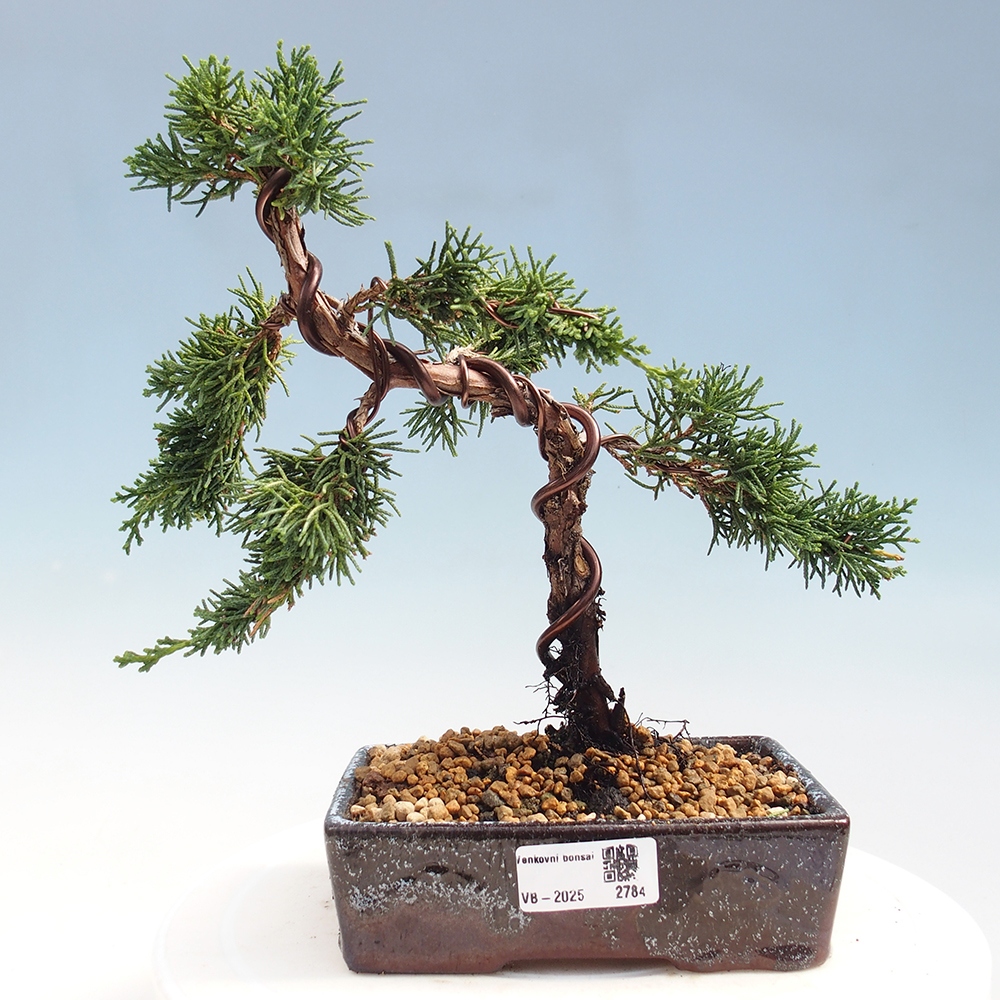 Kültéri bonsai - Juniperus chinensis Kishu