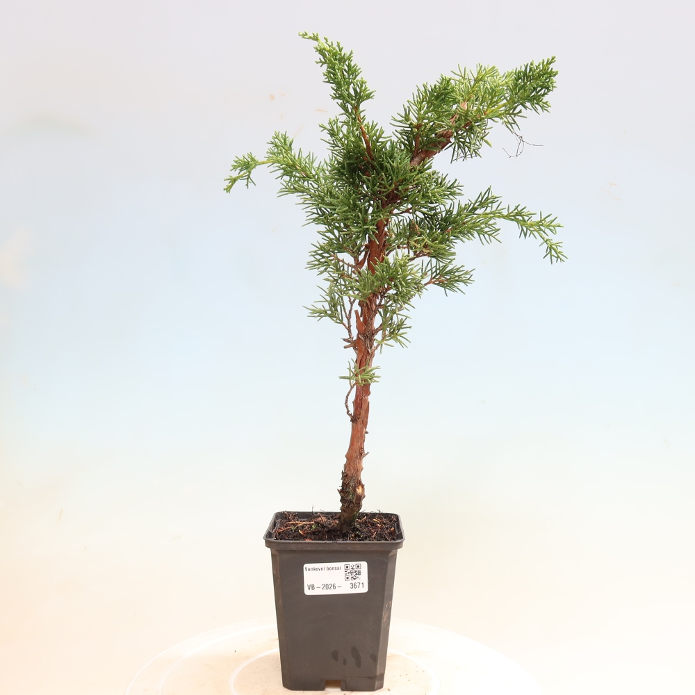 Kültéri bonsai - Juniperus chinensis Kishu