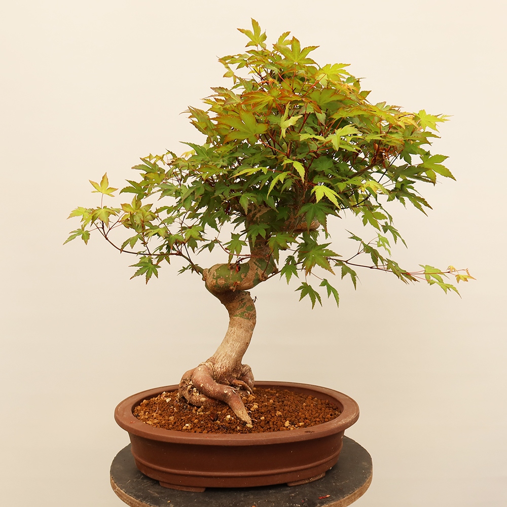 Kültéri bonsai - Maple palmatum - Pálmák
