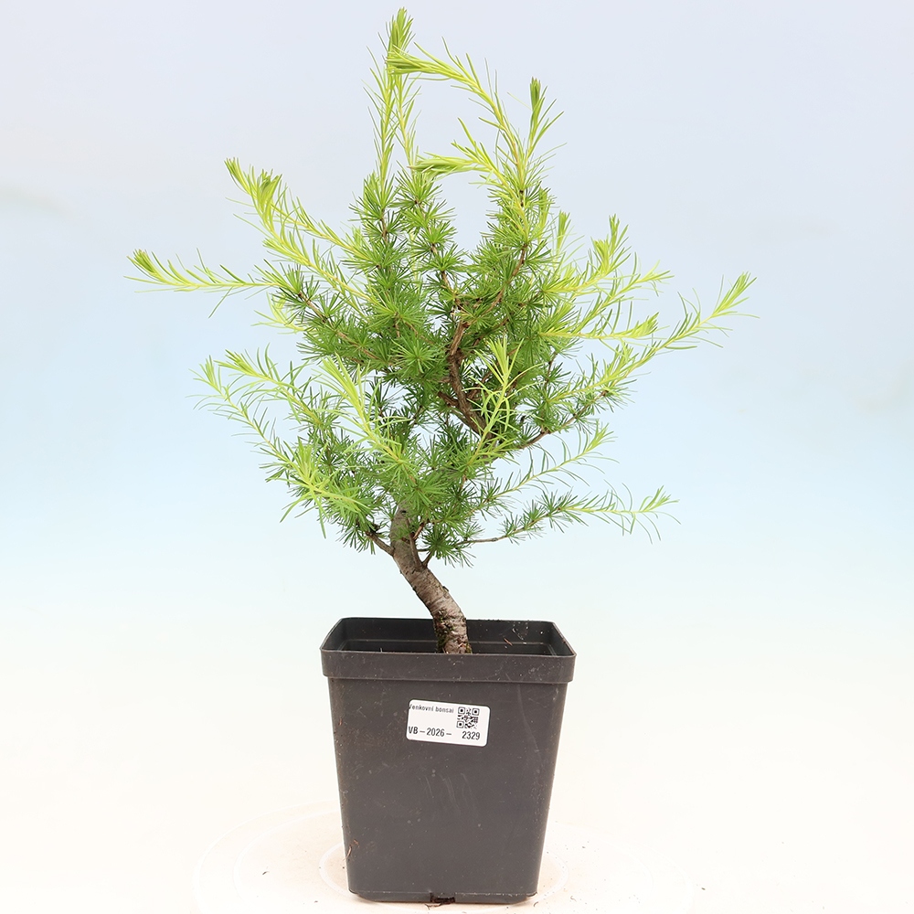 Kültéri bonsai - Larix decidua - vörösfenyő