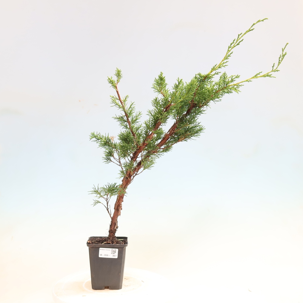Kültéri bonsai - Juniperus chinensis Kishu