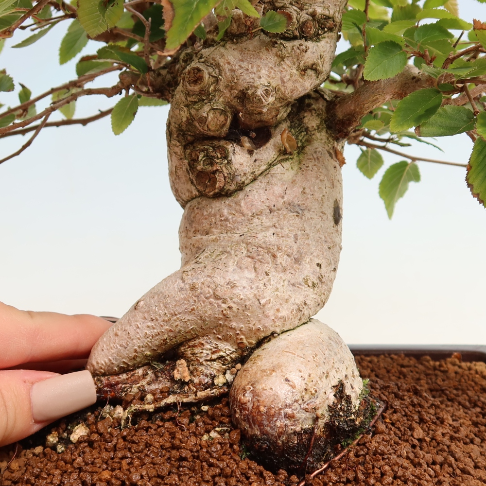Kültéri bonsai -Carpinus CARPINOIDES - Koreai gyertyánfa