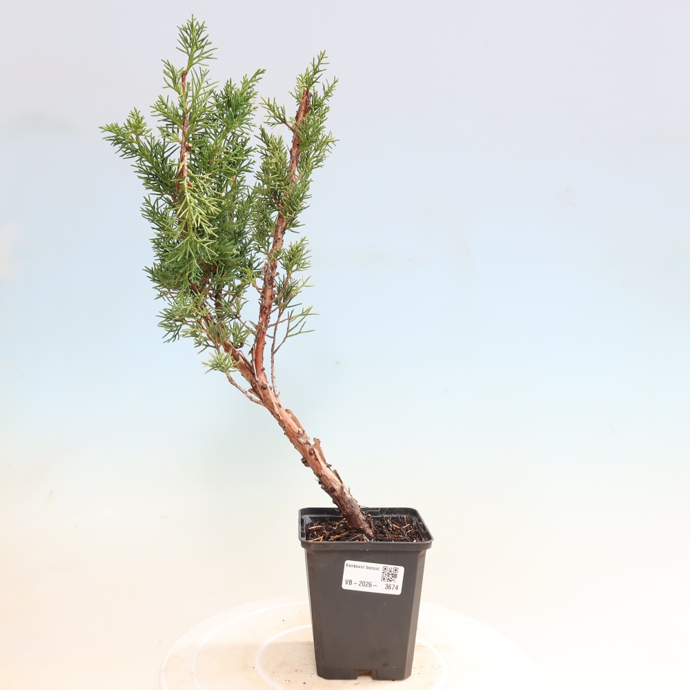 Kültéri bonsai - Juniperus chinensis Kishu