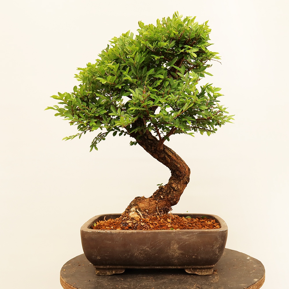 Kültéri bonsai - Zelkova - Zelkova NIRE