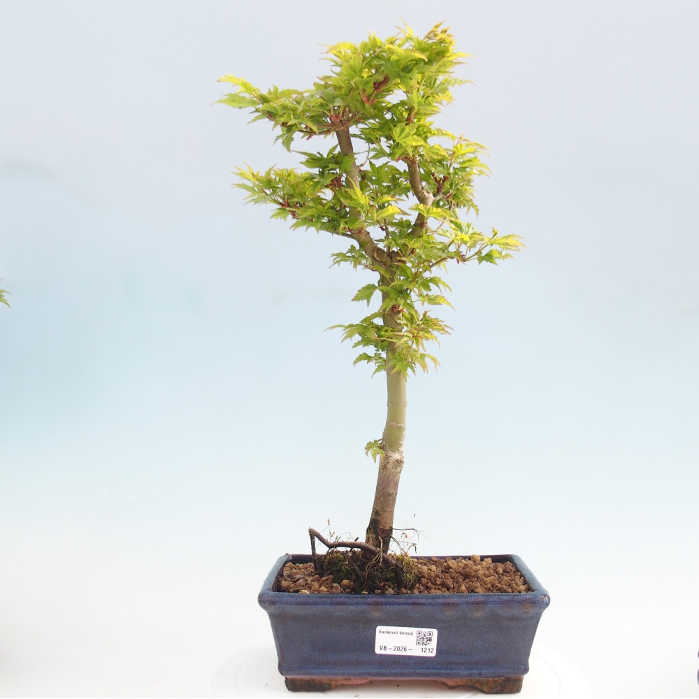 Kültéri bonsai -Javor pálma Acer palmatum Shishigashira