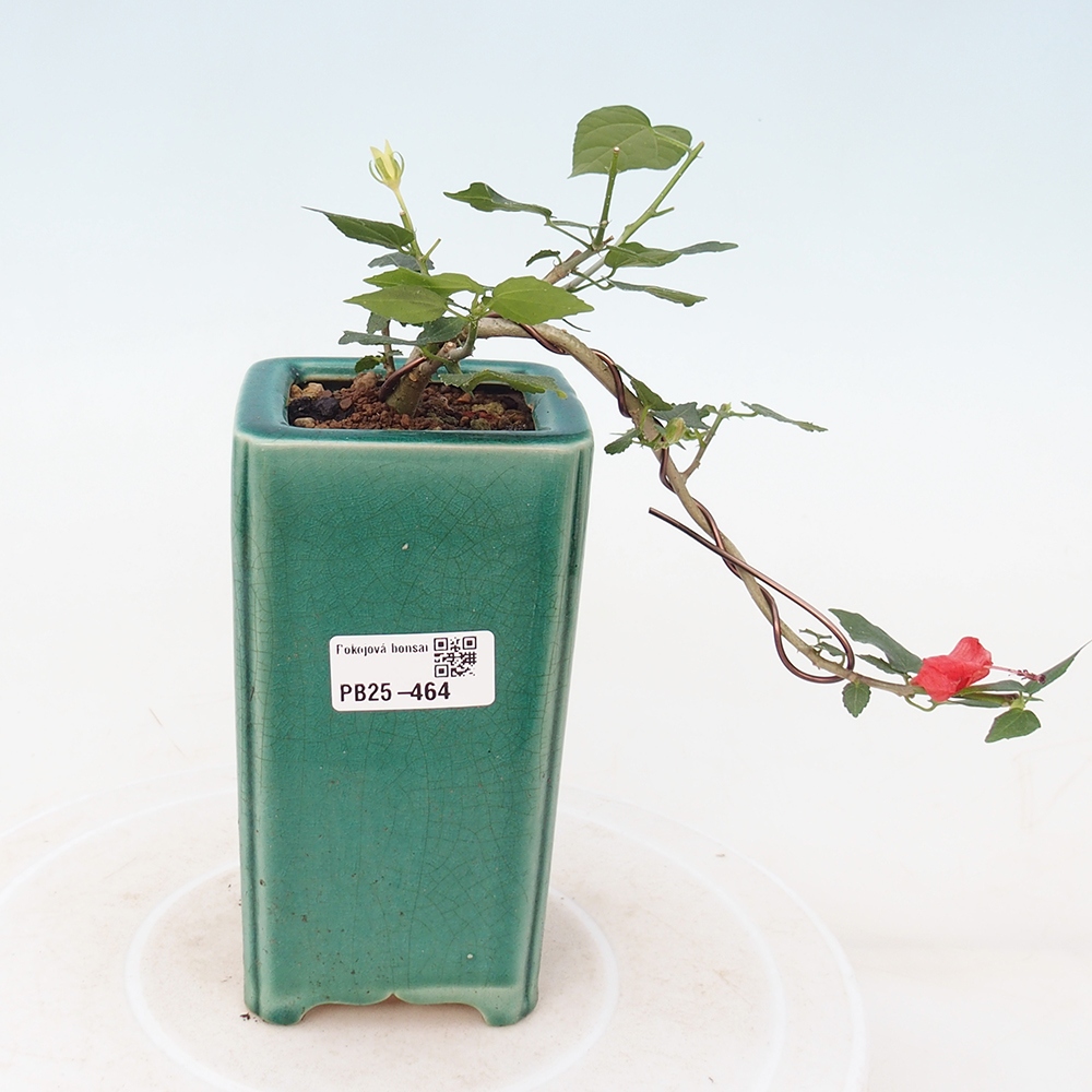 Beltéri bonsai - Malvaviscus arboreus