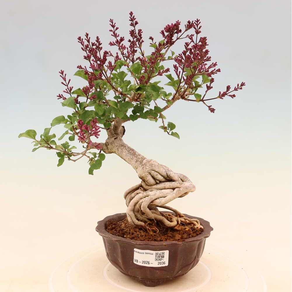Kültéri bonsai - Syringa microphylla - kisvirágú lila