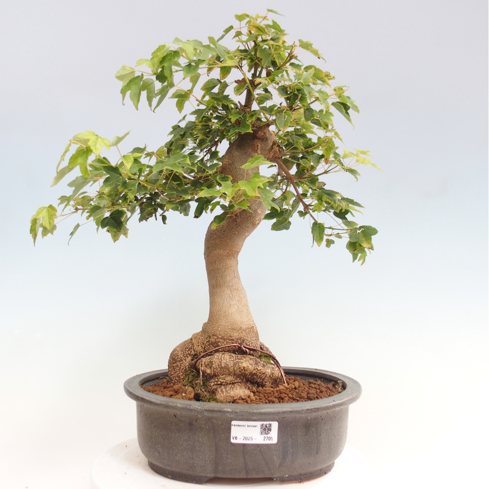 Kültéri bonsai - Acer Buergerianum - Burger juhar