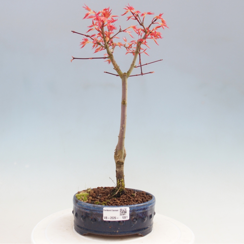 Juhar - Acer palmatum Beni Tsukasa