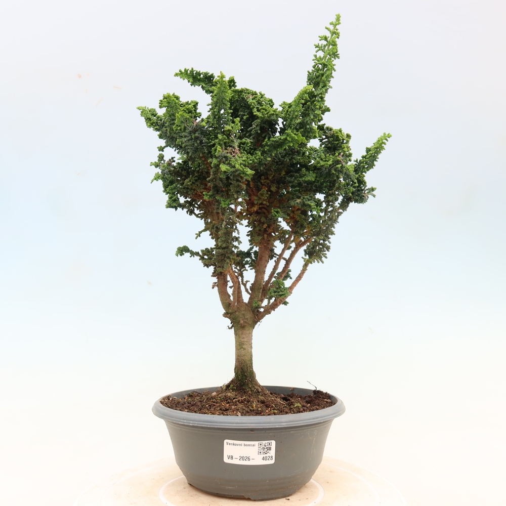 Kültéri bonsai - Cham. obtusa SEKKA HINOKI - Cifra ciprus