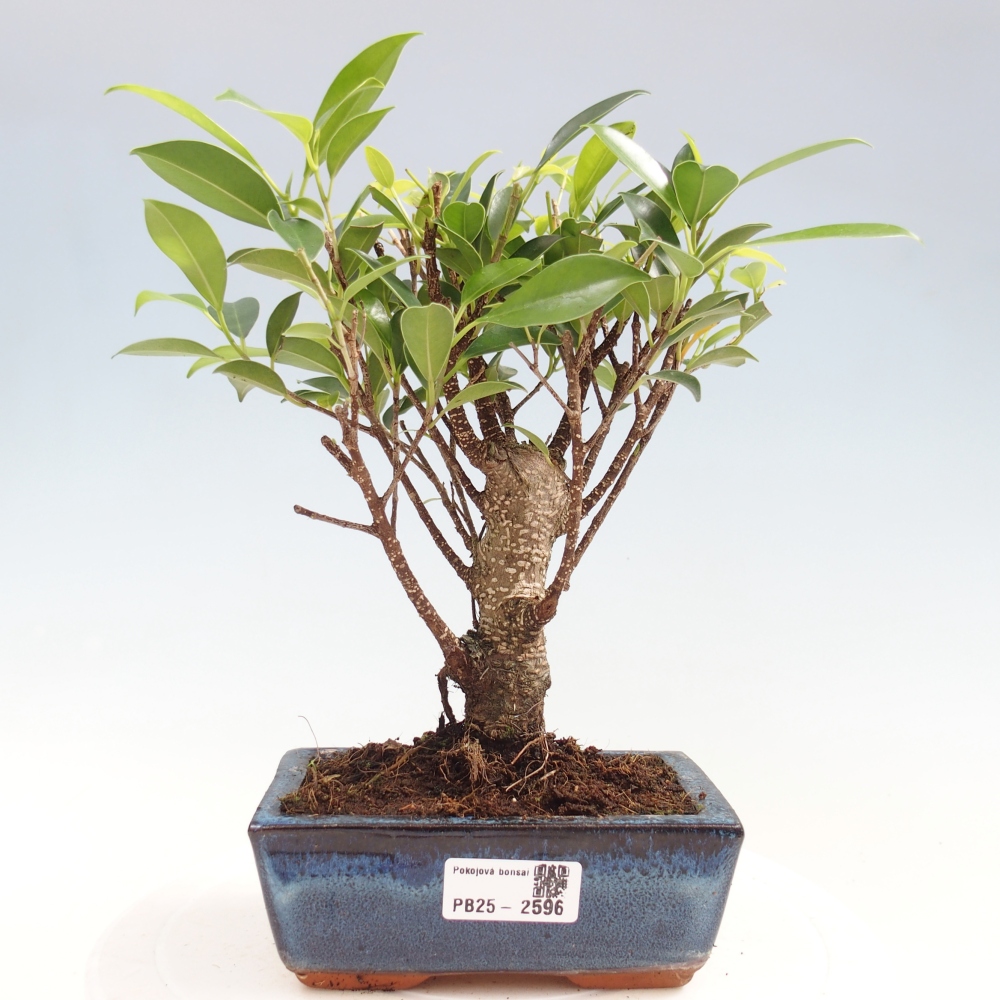 Szobai bonsai - Ficus retusa - kislevelű fikusz