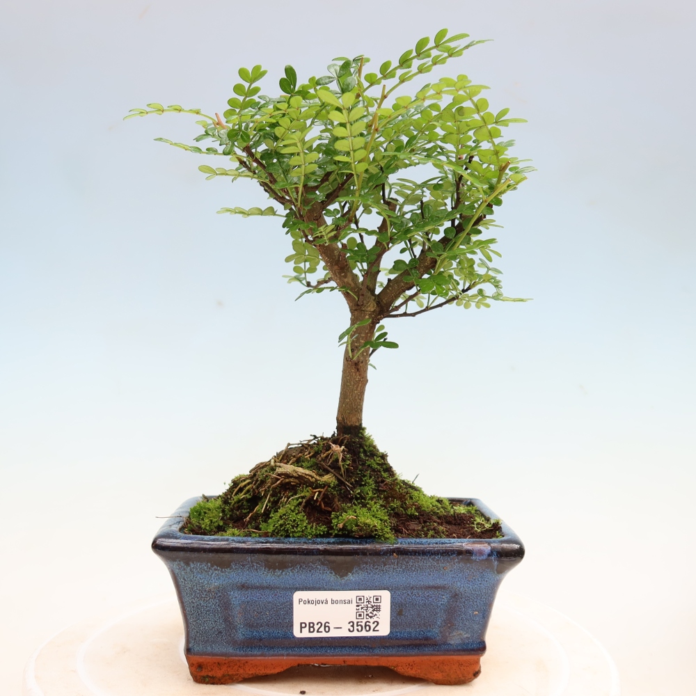 Szobai bonsai - Zantoxylum piperitum - borsfa