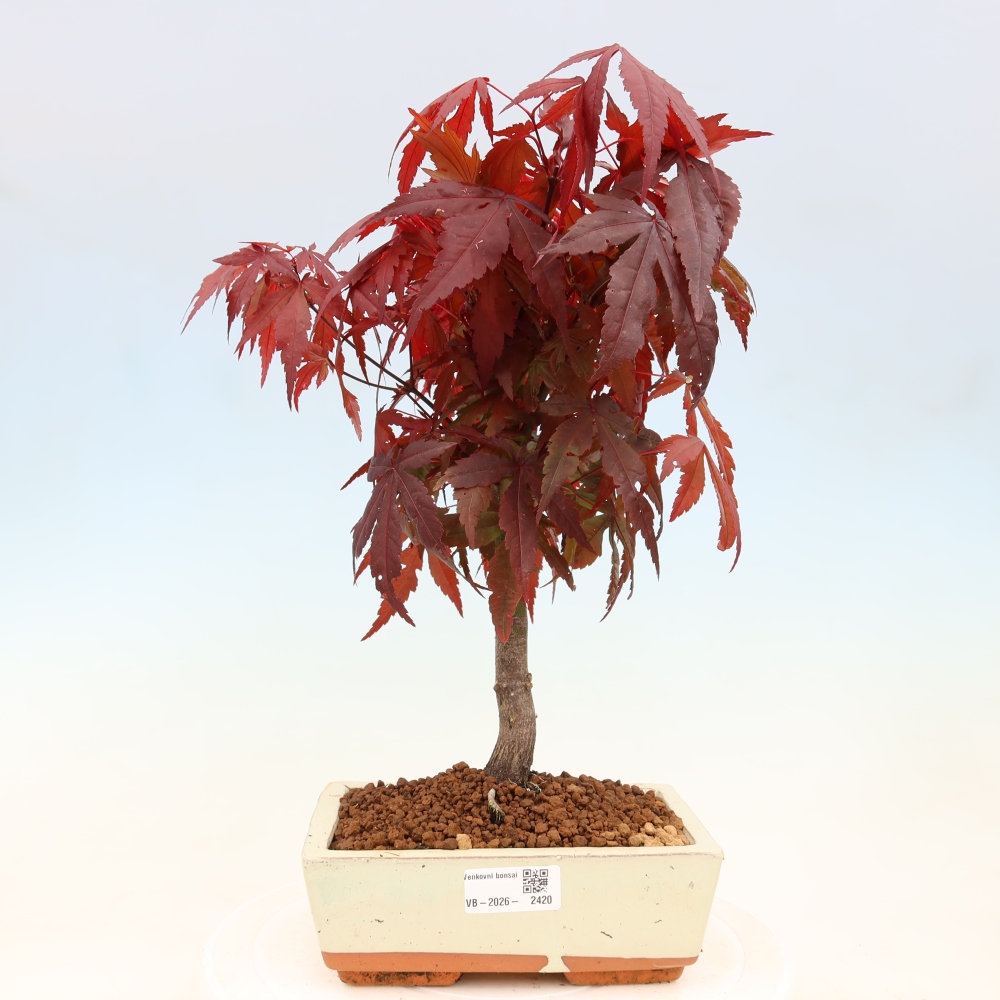 Kültéri bonsai - Acer pálma. Atropurpureum-Javor palmate