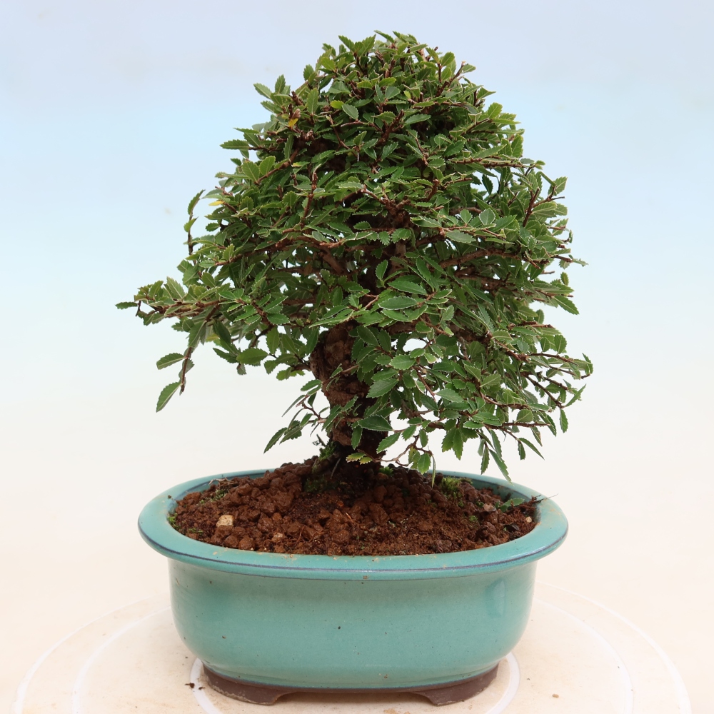 Kültéri bonsai - Zelkova - Zelkova NIRE