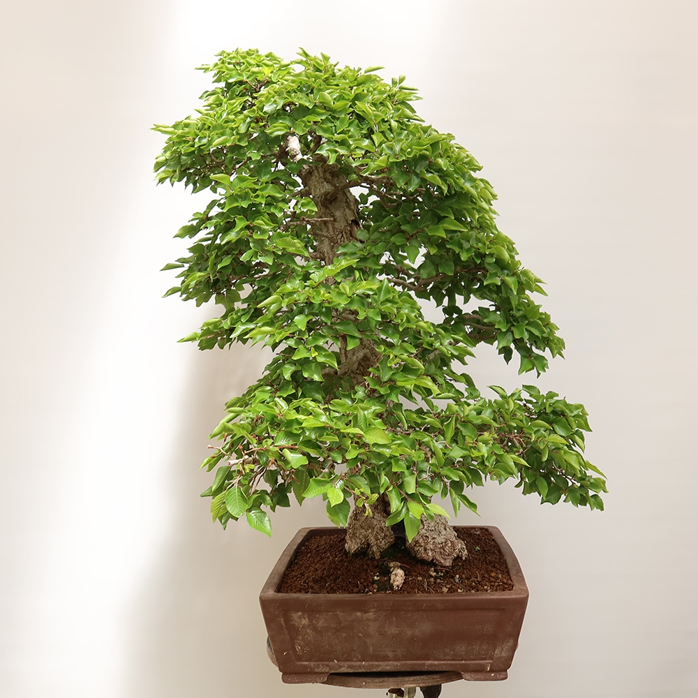 Kültéri bonsai -Carpinus Coreana - Koreai gyertyánfa
