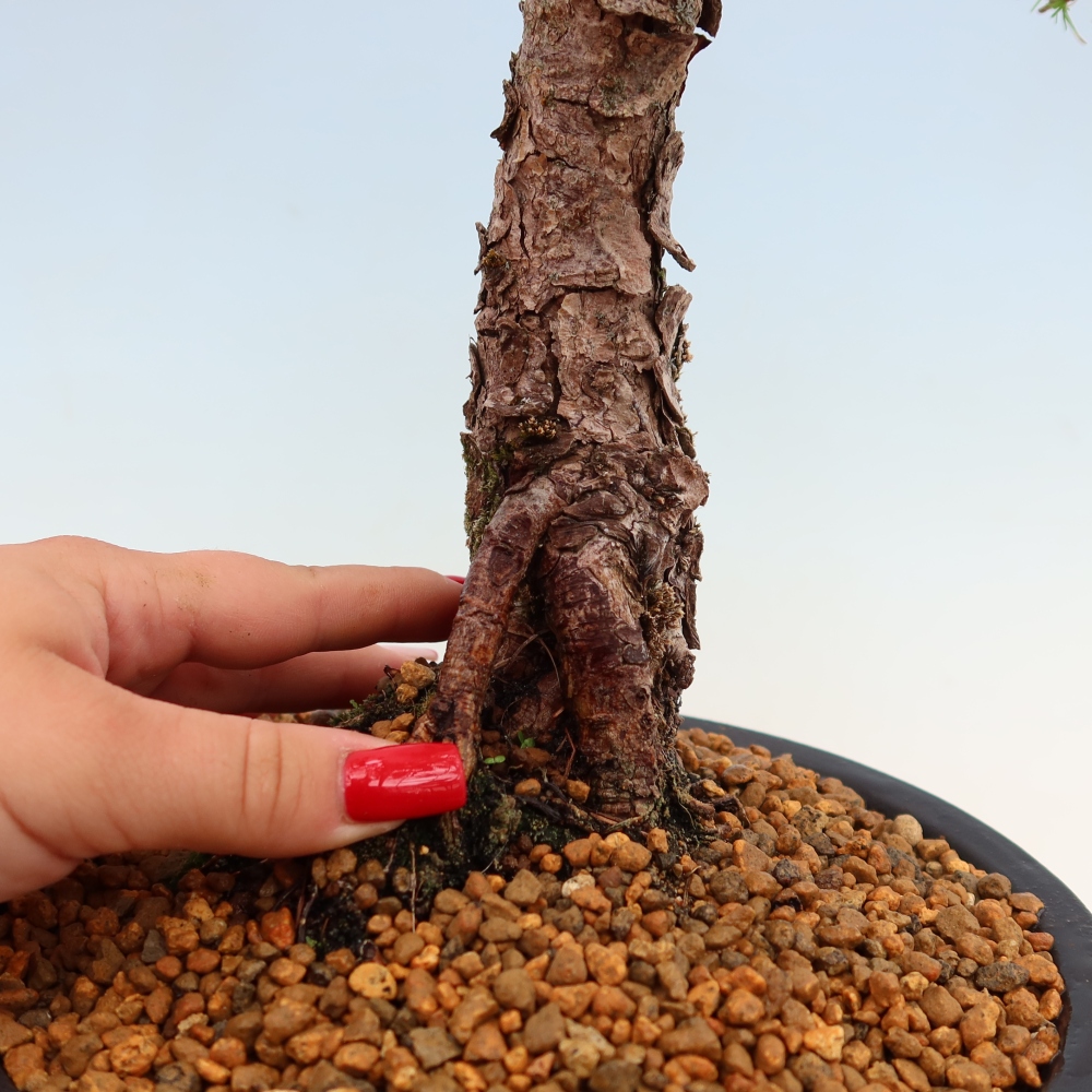 Kültéri bonsai - Larix decidua - vörösfenyő