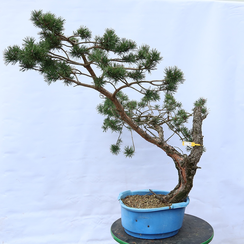 Pinus sylvestris Spanyolország – erdei fenyő