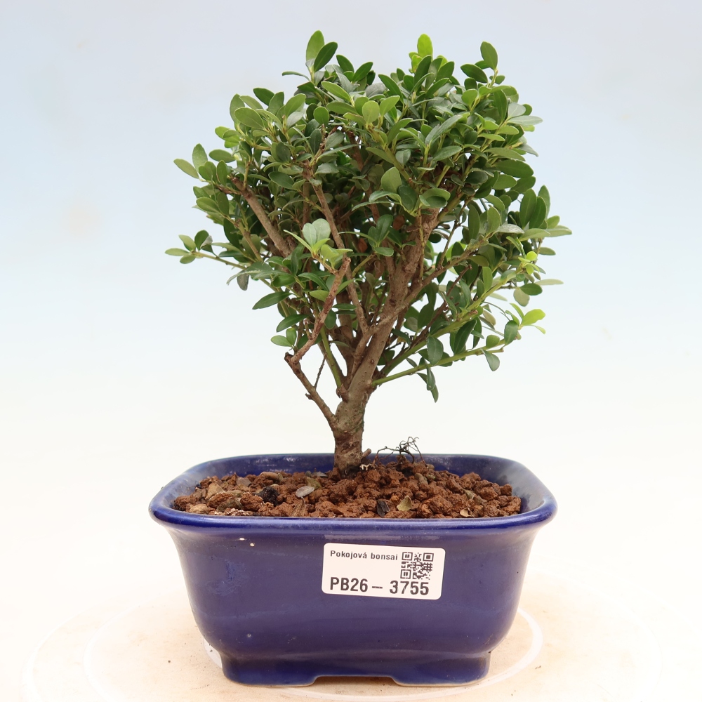 Szobai bonsai - Ilex crenata - Holly