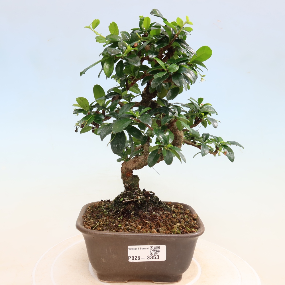 Szobai bonsai - Carmona macrophylla - Tea fuki