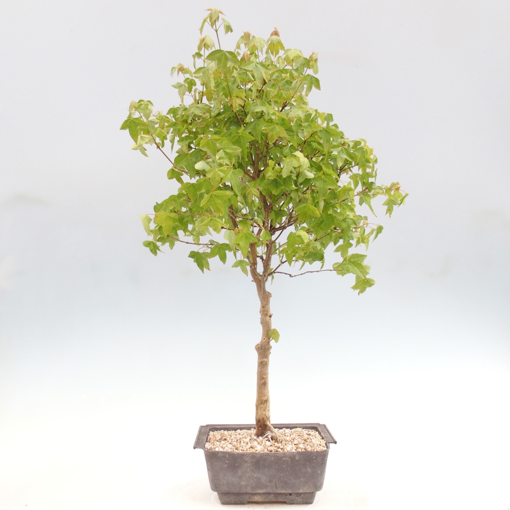 Kültéri bonsai - Acer Buergerianum - Burger juhar