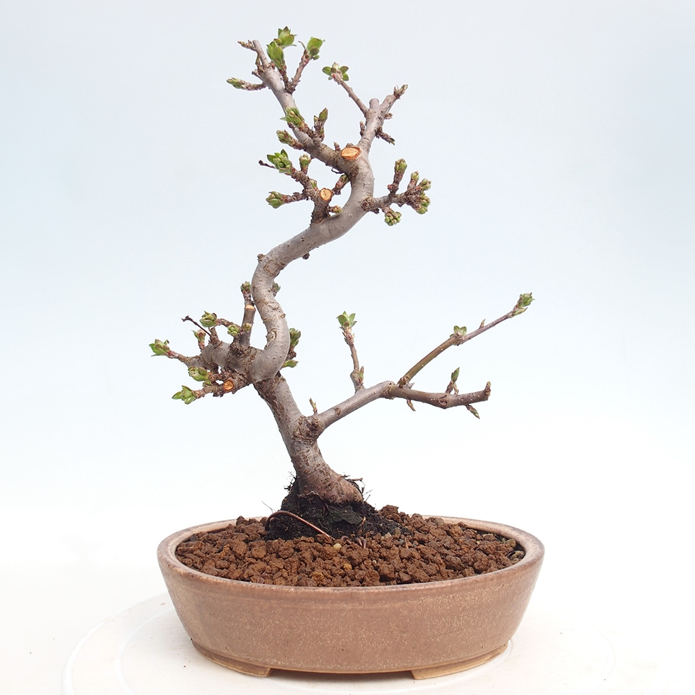 Kültéri bonsai - Malus sargentii - Kis gyümölcsű almafa