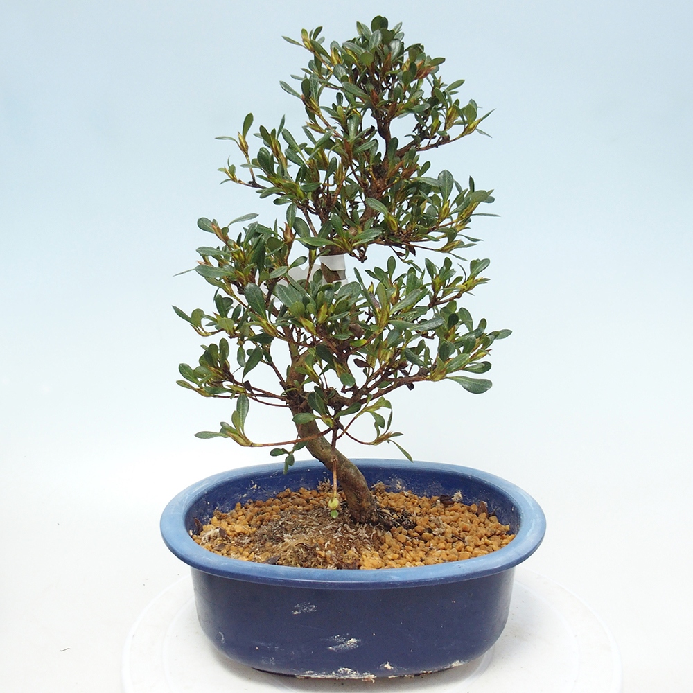 Kültéri bonsai - Japán azálea - Azalea Benibeni
