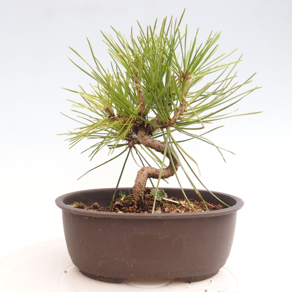 Kültéri bonsai - Pinus thunbergii - Thunberg fenyő