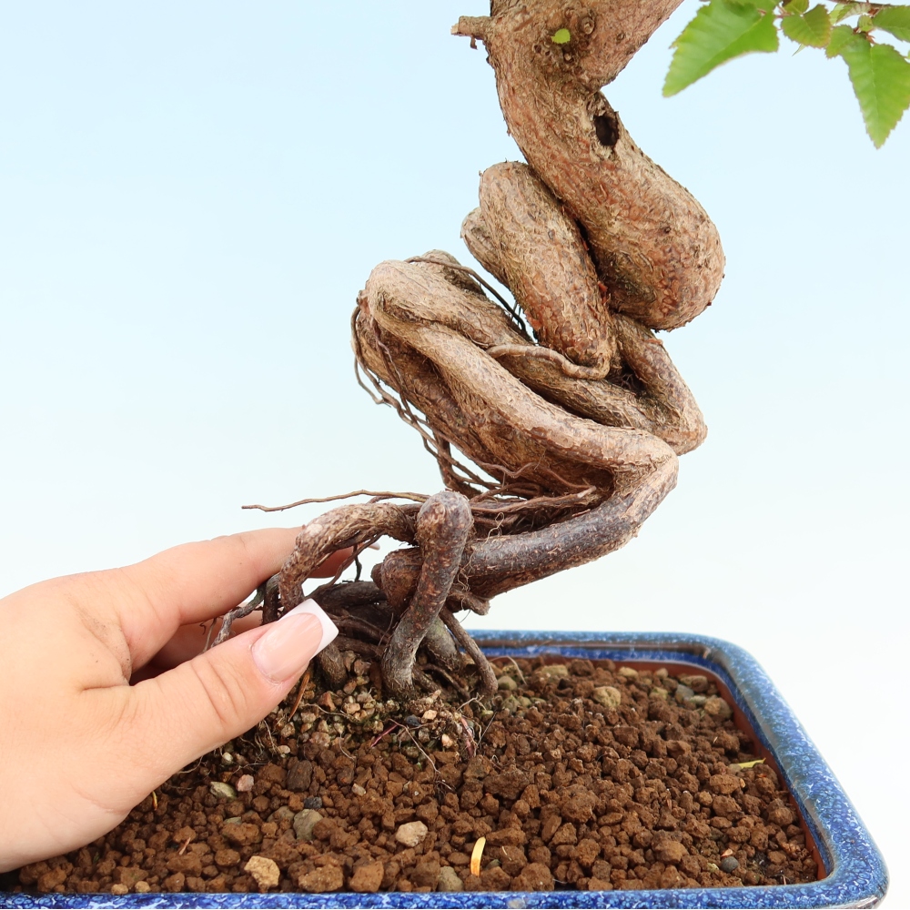 Kültéri bonsai -Carpinus Coreana - Koreai gyertyánfa