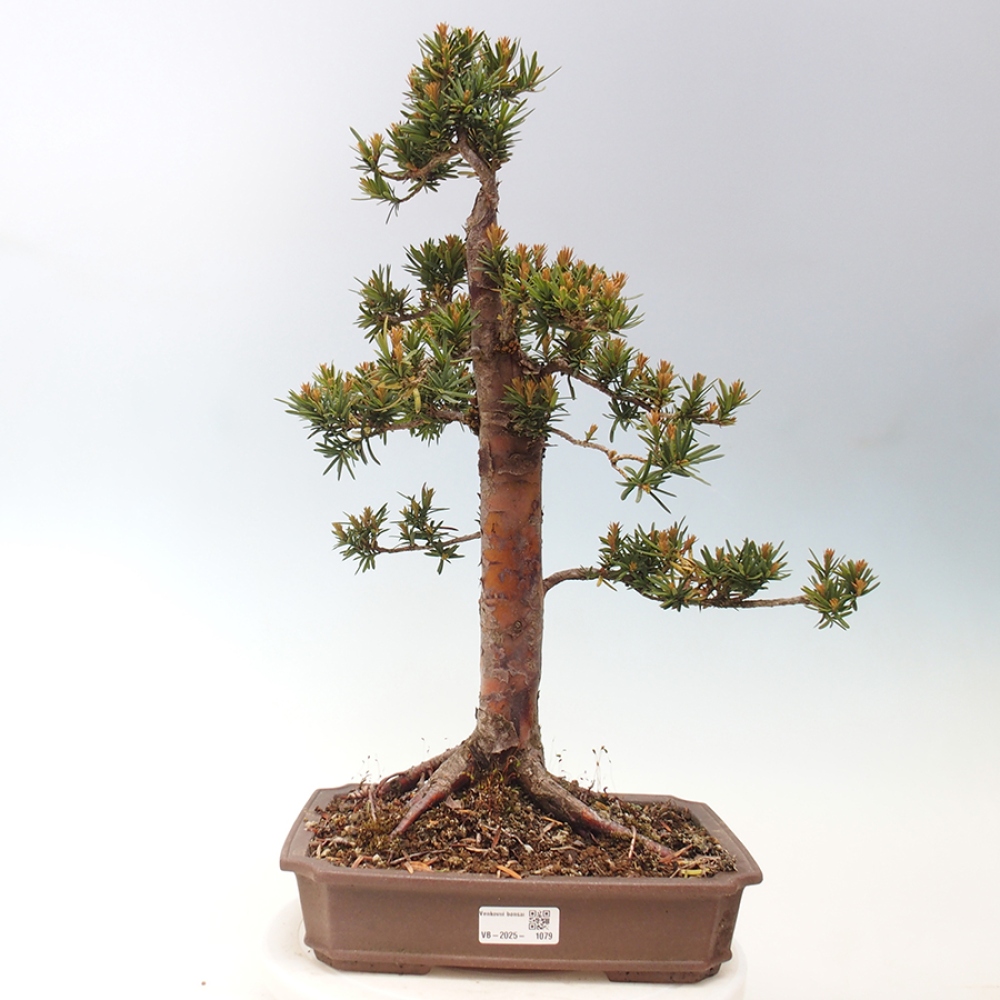 Kültéri bonsai - Taxus cuspidata - japán tiszafa
