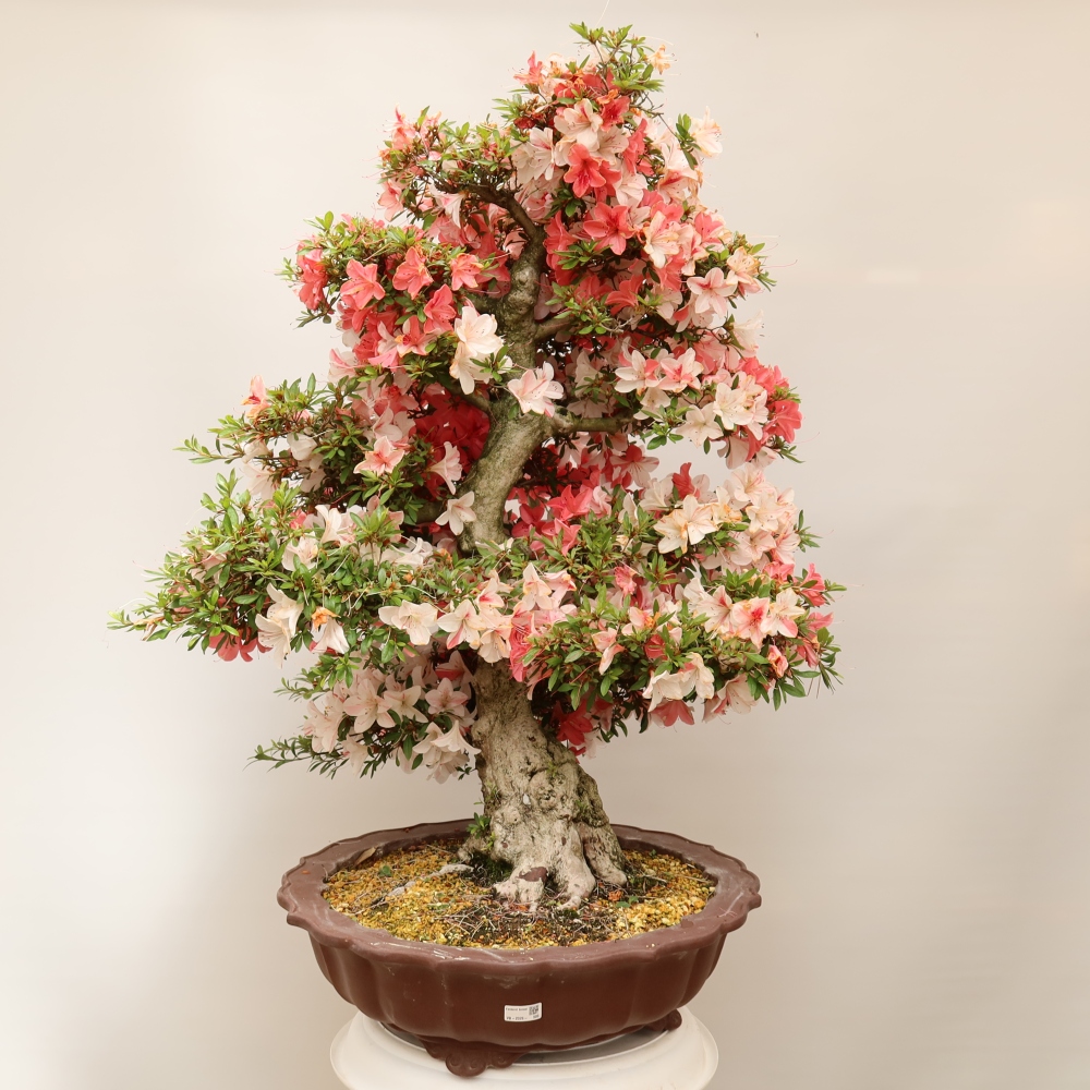 Kültéri bonsai - Japán azálea - Azálea Kinu-no-Hikari