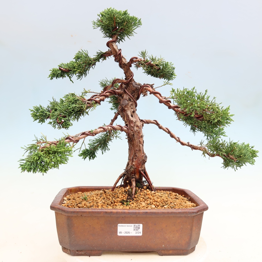 Kültéri bonsai - Juniperus chinensis Kishu