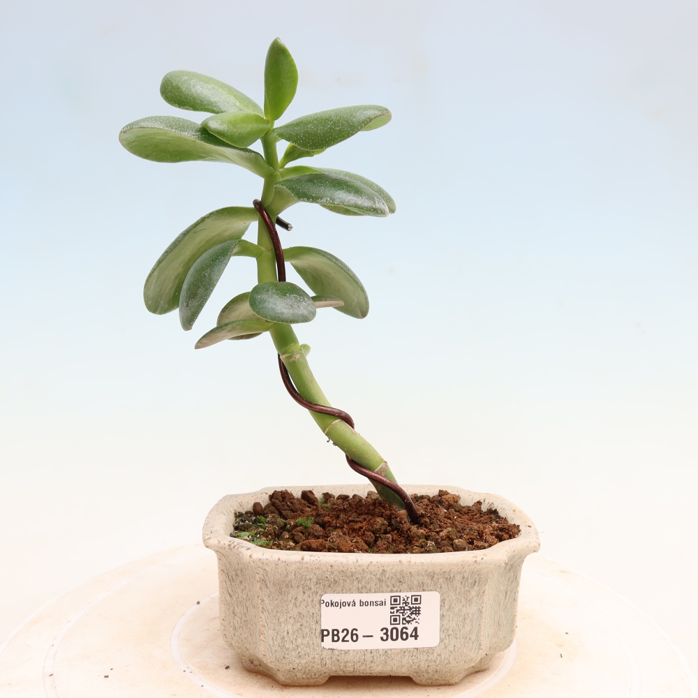 Szobabonsai – Tojás alakú vastaglevél – Crassula ovata