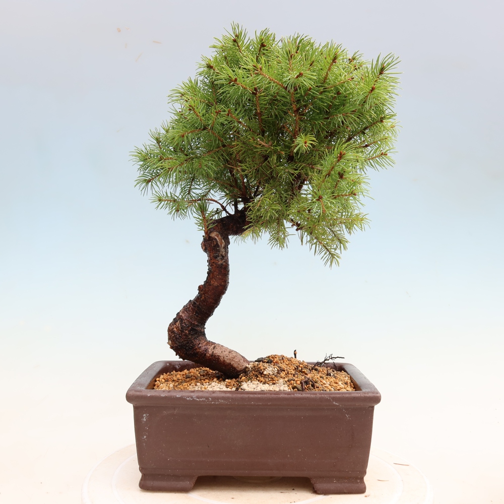 Kültéri bonsai – Szürke lucfenyő – Picea glauca globe