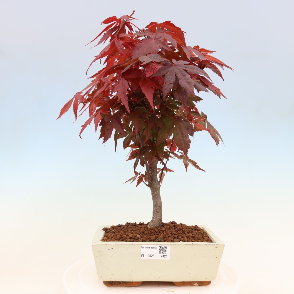 Kültéri bonsai - Acer pálma. Atropurpureum-Javor palmate