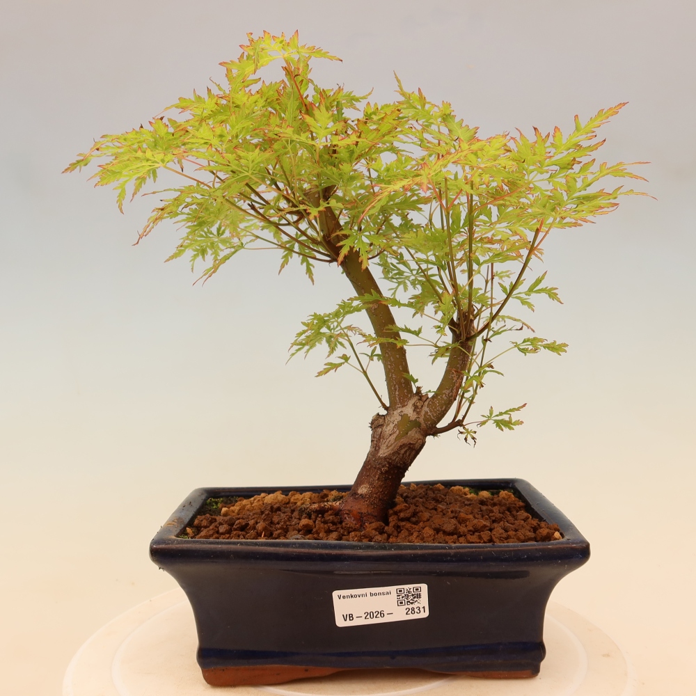 Kültéri bonsai - Acer palmatum Dissectum