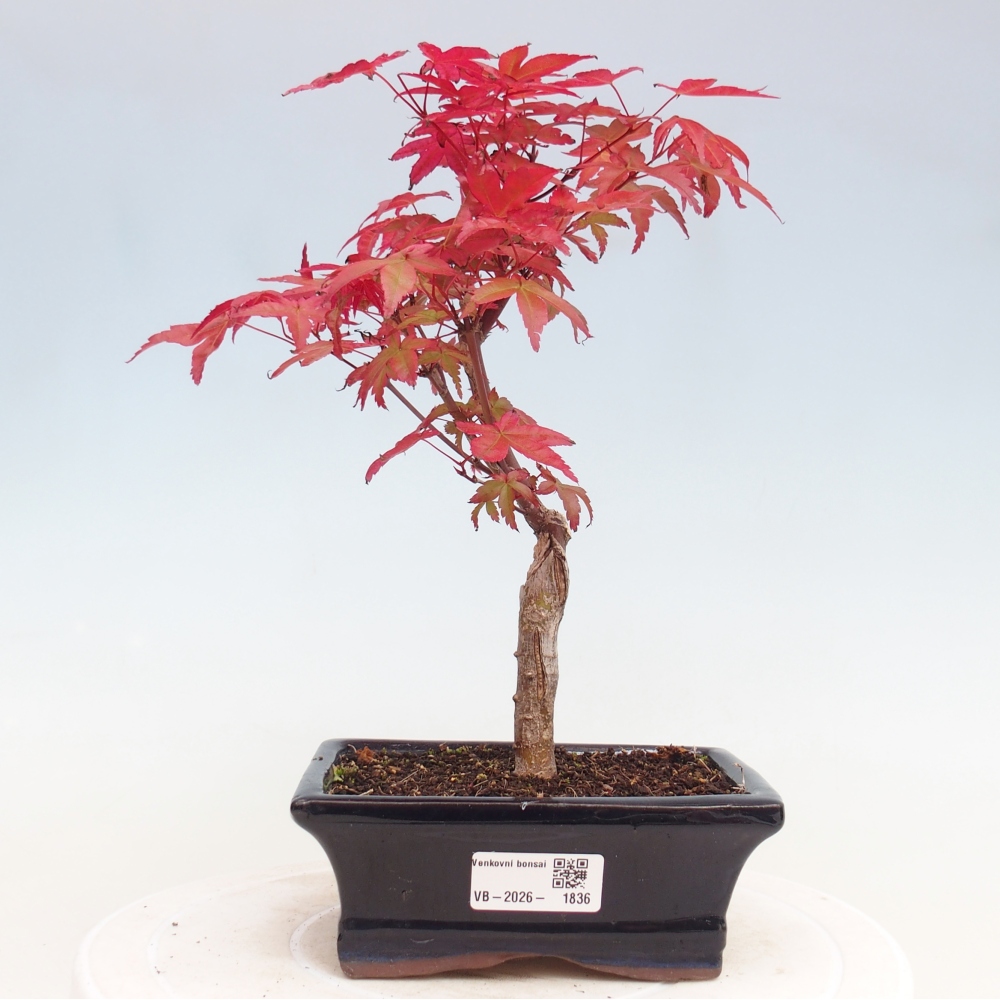 Kültéri bonsai - Acer palmatum DESHOJO