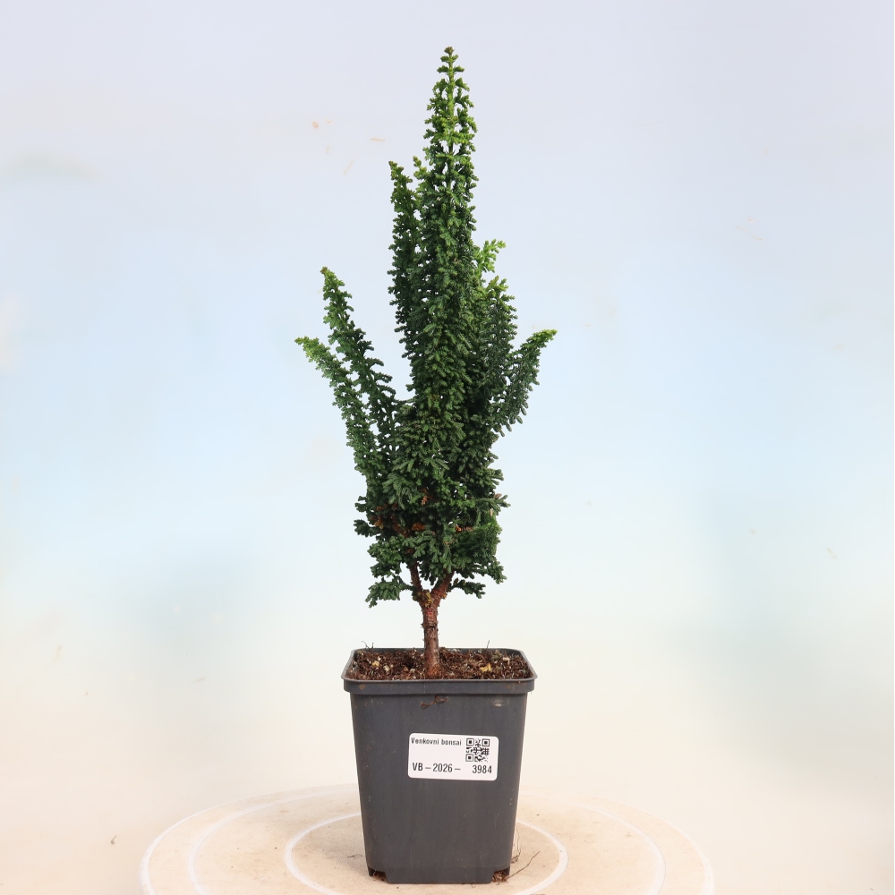 Kültéri bonsai - Cham. obtusa SEKKA HINOKI - Cifra ciprus