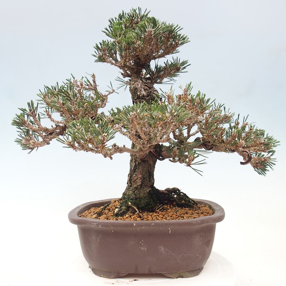 Kültéri bonsai - Pinus thunbergii Kotobuki - Thunberg fenyő
