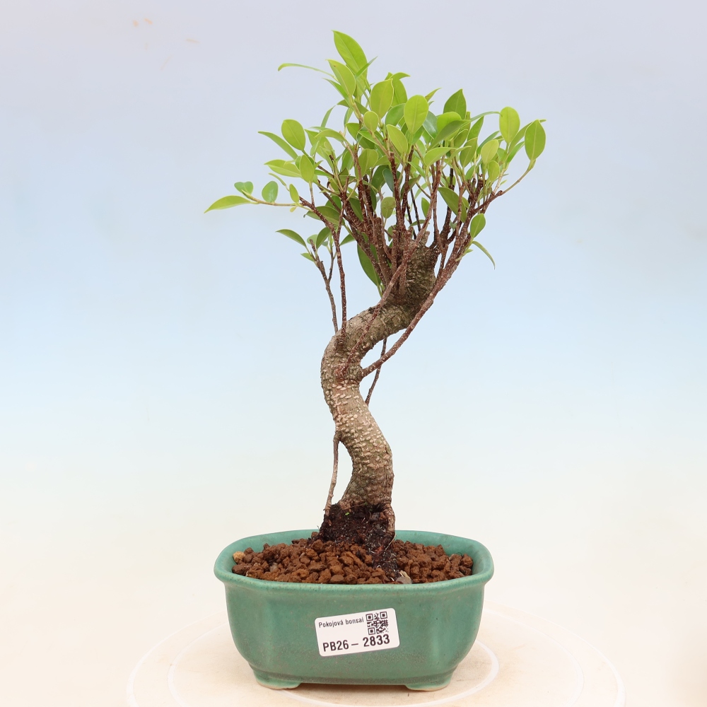 Szobai bonsai - Ficus kimmen - kislevelű fikusz