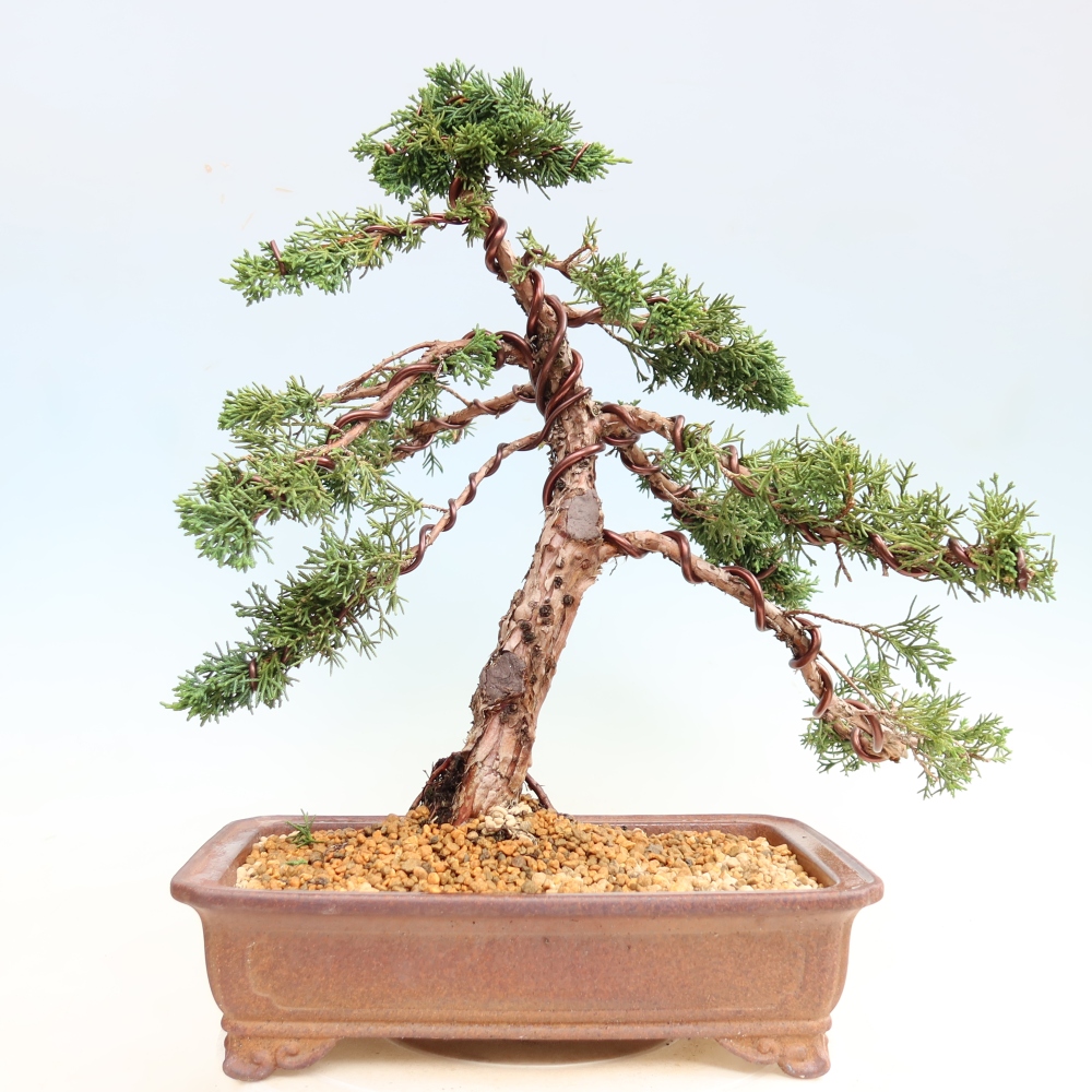 Kültéri bonsai - Juniperus chinensis Kishu