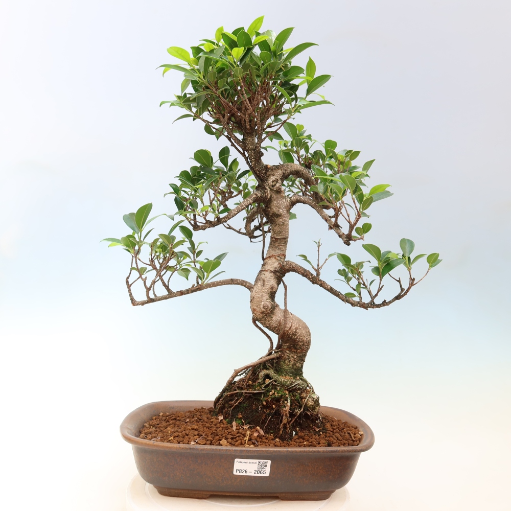 Szobai bonsai - Ficus kimmen - kislevelű fikusz