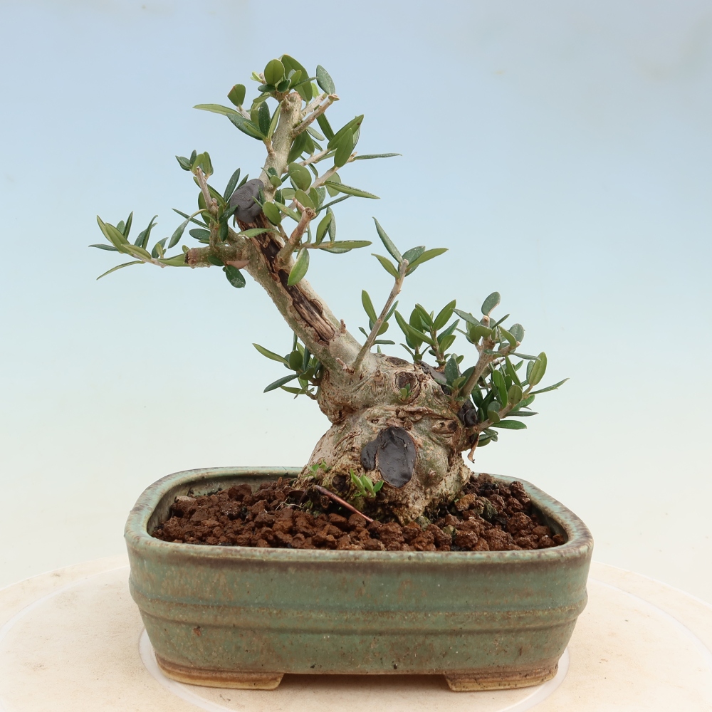 Beltéri bonsai - Olea europaea sylvestris