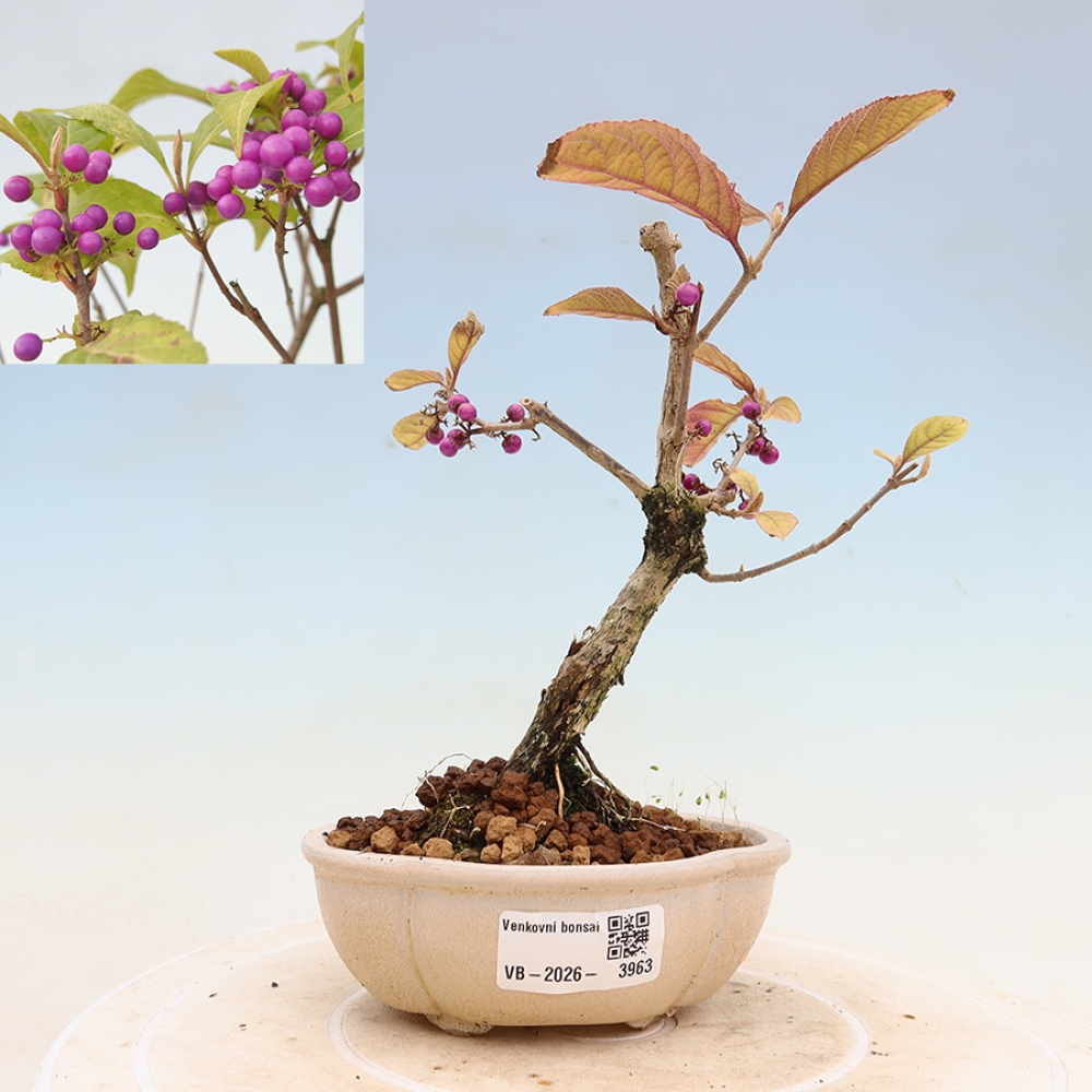 Kültéri bonsai - Callicarpa bodinierova bodinierova profusion