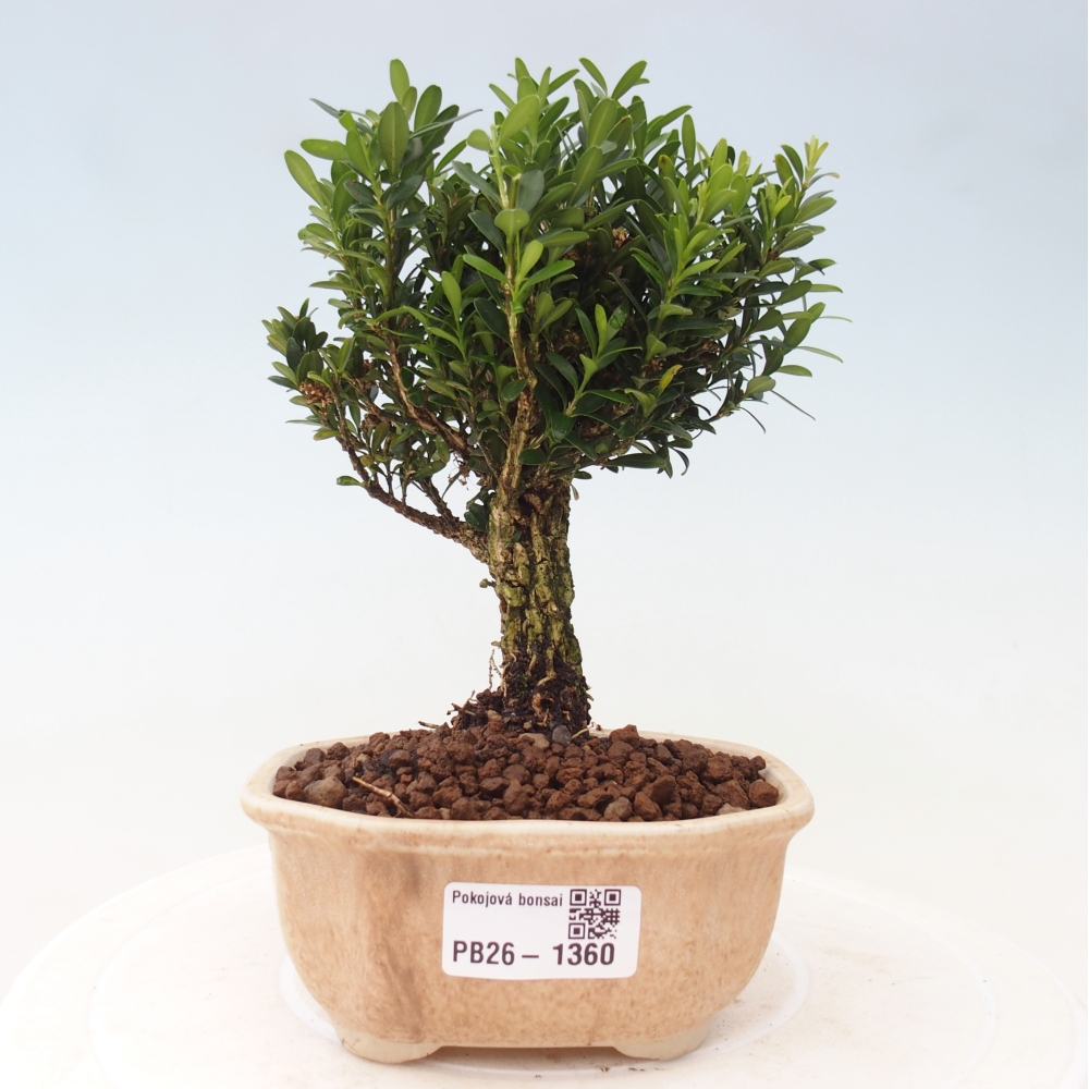 Szobai bonsai - Buxus harlandii - parafa buxus