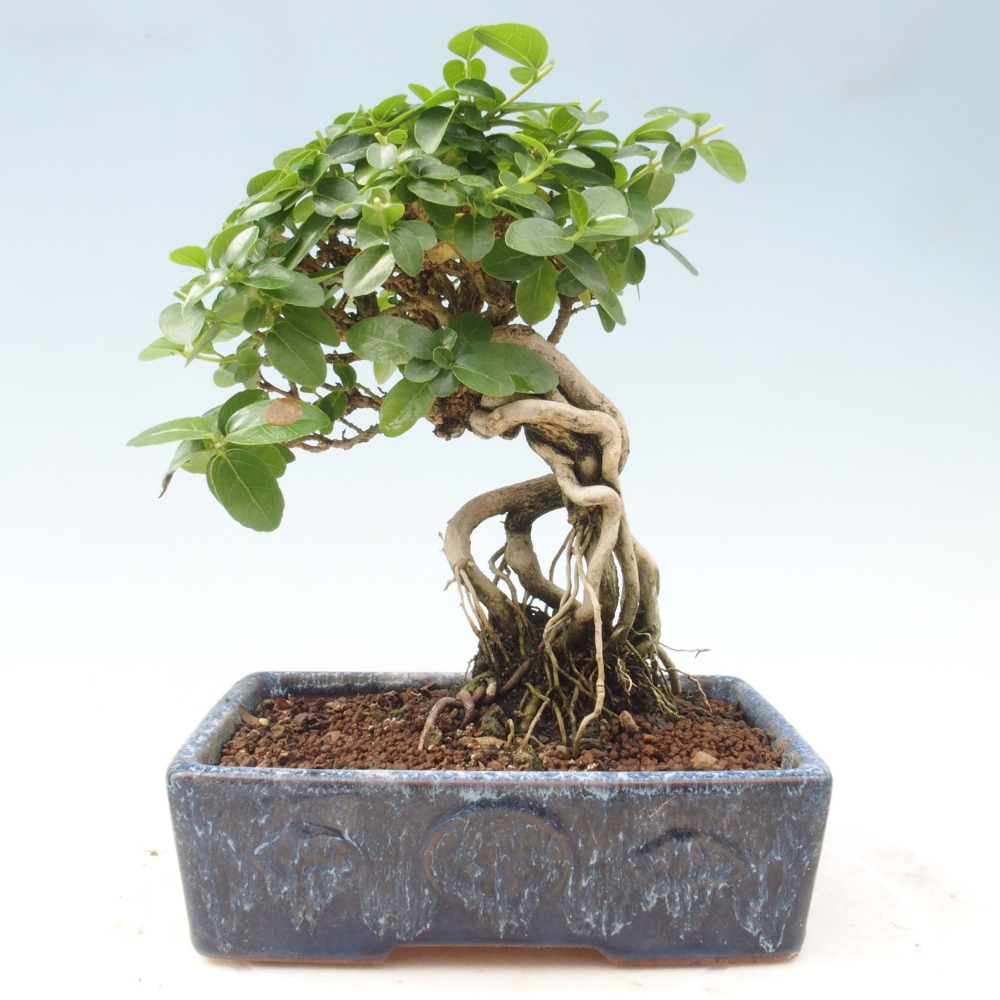 Beltéri bonsai - Premna serratifolia - Kozlovna malolista