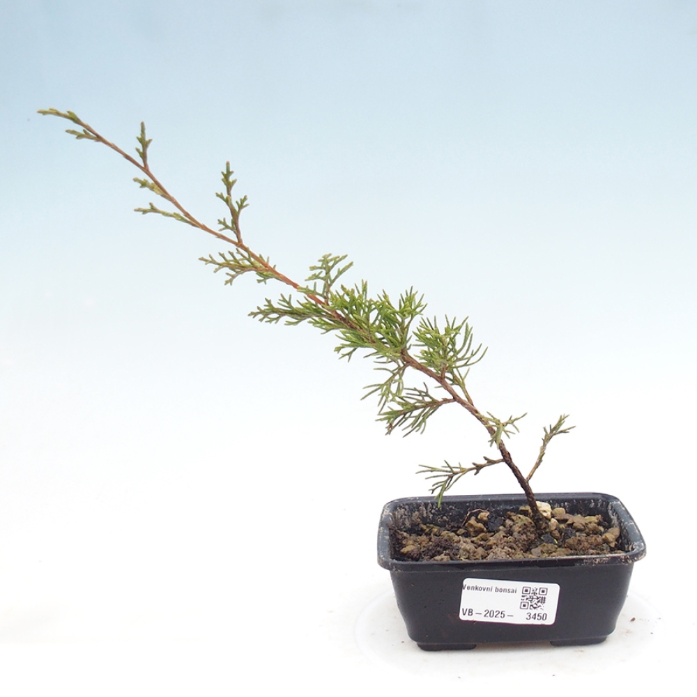 Kültéri bonsai - Juniperus chinensis Itoigawa